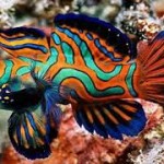 Red mandarine goby